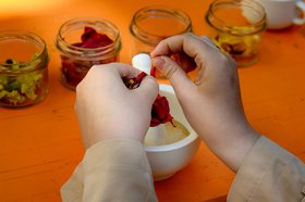 Frische Blüten werden zu Pflanzenfarbe verarbeitet. Foto: Oldenburger Kunstschule/Izabela Mittwollen