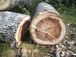 Gefällter Baum. Foto: Lena Svensson/Pixabay