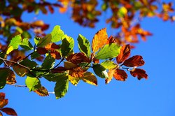 Ast am Baum mit bunten Herbstblättern. Foto: Hans/Pixabay