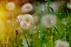 Pusteblume des Löwenzahn. Foto: Bru-nO/Pixabay