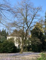 Alter Baum im Anton-Johann-Becker-Park. Foto: Stadt Oldenburg