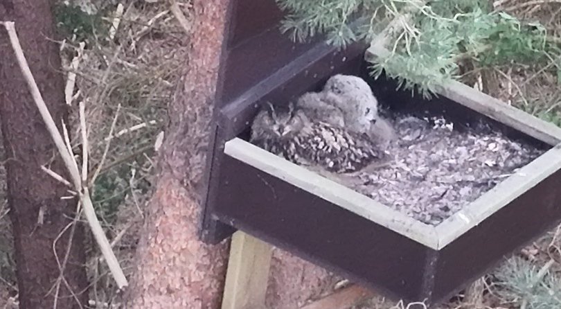 Uhu-Pärchen mit Nachwuchs. Foto: Privat