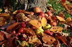 Äpfel und Blätter auf dem Boden. Foto: Catkin/Pixabay