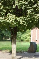 Baum auf dem Gelände der Freizeitstätte. Foto: Stadt Oldenburg