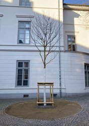 Ein Schnurbaum, sogenannter „Klimabaum“. Foto: Stadt Oldenburg
