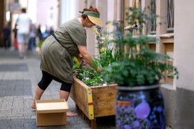 Eine Mitarbeiterin des Färbergärten-Netzwerks bei der Pflege des Stadt-Färbergartens „Colour in the City“. Foto: Oldenburger Kunstschule/Izabela Mittwollen