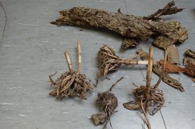 Wurzeln sind Teil der Materialsammlung beim Färbergärten-Workshop. Foto: Stadt Oldenburg.