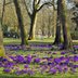 Vorschau: Krokusse und Spaziergänger im Schlossgarten. Foto: Hans-Jürgen Zietz