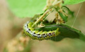 Buchsbaumzünsler auf einem Blatt. Foto: MonikaP/Pixabay