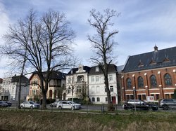 Geschwächte Linde an der Ofener Straße. Foto: Stadt Oldenburg