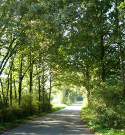 Drögen-Hasen-Weg, Eichenallee. Foto: Stadt Oldenburg