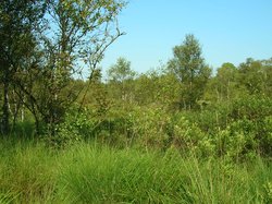 Moorszene. Foto: Stadt Oldenburg