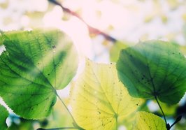 Grüne Blätter im Sonnenlicht. Foto: Andreas Dengs_Essen Ruhr/Pixelio.de