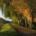 Vorschau: Goldener Herbst. Foto: Hans-Jürgen Zietz