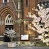 Vorschau: Frühlingsblüten an der Oldenburger Lambertikirche. Foto: Hans-Jürgen Zietz
