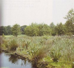 Geschützter Landschaftsbestandteil. Foto: Stadt Oldenburg