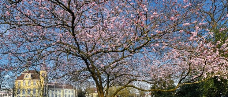 Frühlingsblüher im Oldenburger Schlossgarten. Foto: Hans-Jürgen Zietz