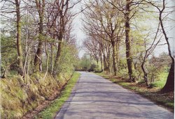 Bäume auf einer Wallhecke. Foto: Stadt Oldenburg