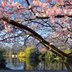 Vorschau: Der Oldenburger Schlossgarten im Frühlingskleid. Foto: Hans-Jürgen Zietz